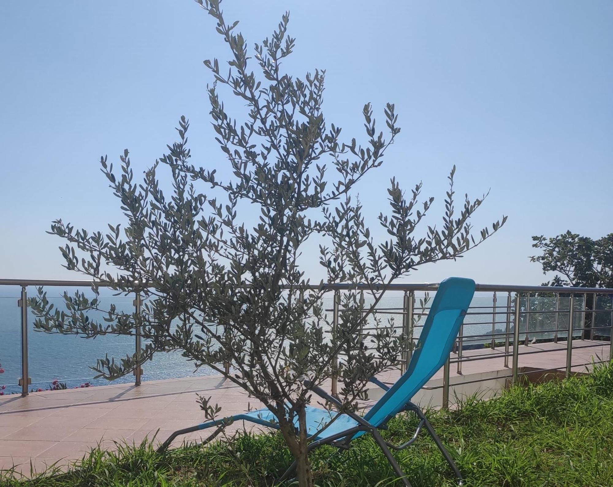 Apartment Oliva Ulcinj Eksteriør bilde